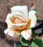 Grey Dawn rose photo