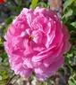 Ardoisé de Lyon rose photo
