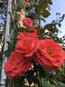 America rose photo
