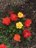 Judy Garland rose photo