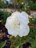 Snowflake rose photo