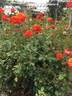 Wildfire ™ rose photo