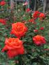 Wildfire ™ rose photo