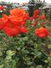 Wildfire ™ rose photo