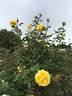 Mellow Yellow ™ rose photo