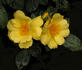 Connie rose photo