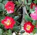 Petite Perfection ™ rose photo