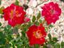 Petite Perfection ™ rose photo