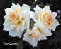 SunQueen rose photo