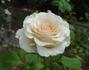 Fantasy (hybrid tea, Jackson rose photo