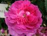 Aglaïa rose photo