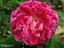 Panachée Superbe rose photo