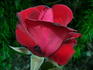 John Waterer rose photo