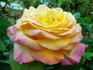 Grimpant Grand'mère Jenny rose photo