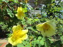 Canary Bird rose photo
