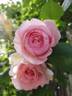 Charles Rennie Mackintosh rose photo