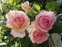 Charles Rennie Mackintosh rose photo