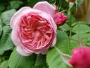 Mayor of Casterbridge rose photo