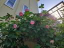 Mayor of Casterbridge rose photo