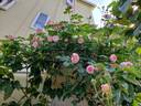 Mayor of Casterbridge rose photo