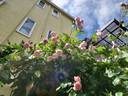 Mayor of Casterbridge rose photo