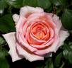 Perfumery rose photo
