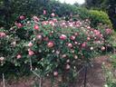 Rosette Delizy rose photo