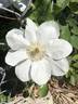 Guernsey Cream clematis photo