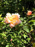 Chanelle rose photo