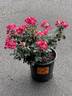 Brick House™ Pink rose photo