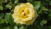 Avec Amour rose photo