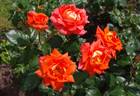 Monika ® rose photo