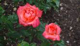 Ave Maria ® rose photo