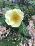 <i>Rosa alabukensis</i> rose photo