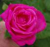 Best Friend rose photo