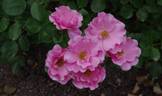Else Poulsen rose photo