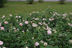 Aphrodite ® rose photo