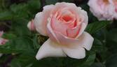 Aphrodite ® rose photo