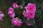 Eliza ™ rose photo