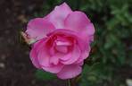 Eliza ™ rose photo