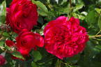 Out of Rosenheim rose photo
