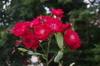 Dirigent ® rose photo