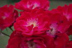 Dirigent ® rose photo