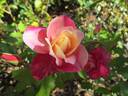 Rosette Delizy rose photo