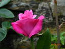 Caprice de Meilland ® rose photo