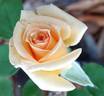 Sam Trivitt rose photo