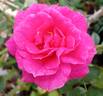 Gloriana rose photo