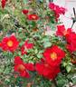 The Phantom rose photo