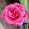 Ruby Pendant rose photo