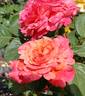 Sunset Dream rose photo
